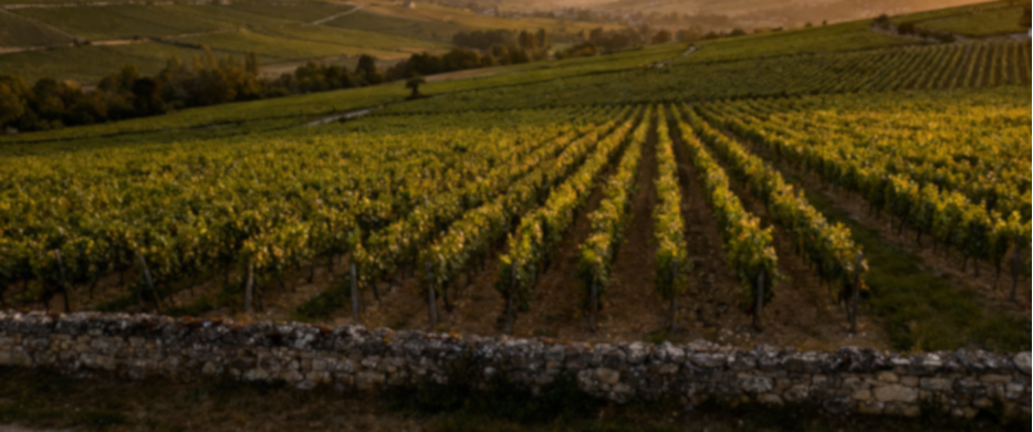 Côte de Nuits