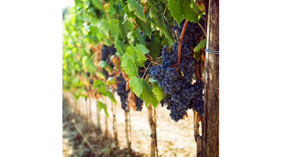 Descubra as principais uvas francesas...