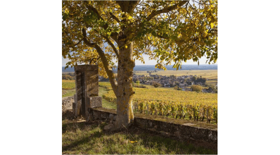 Presto un Grand Cru di Pommard?