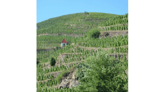 Descubra as duas maiores denominações dos vinhos do Rhône Norte!