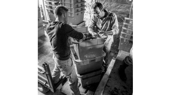Das Weingut Guiberteau