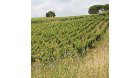 Savennières, uma das mais prestigiosas denominações do Loire