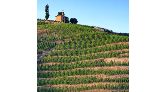 Côte-Rôtie, Hermitage, Cornas