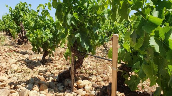 A safra 2015 em Châteauneuf du Pape