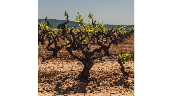 O Vinhedo do Vale do rhône: do Norte ao Sul!